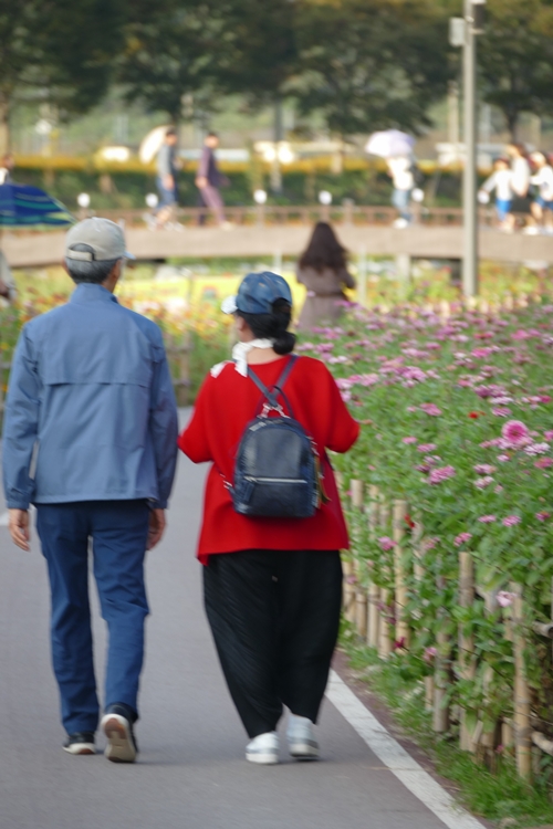 돼지삼형제-1100635.jpg