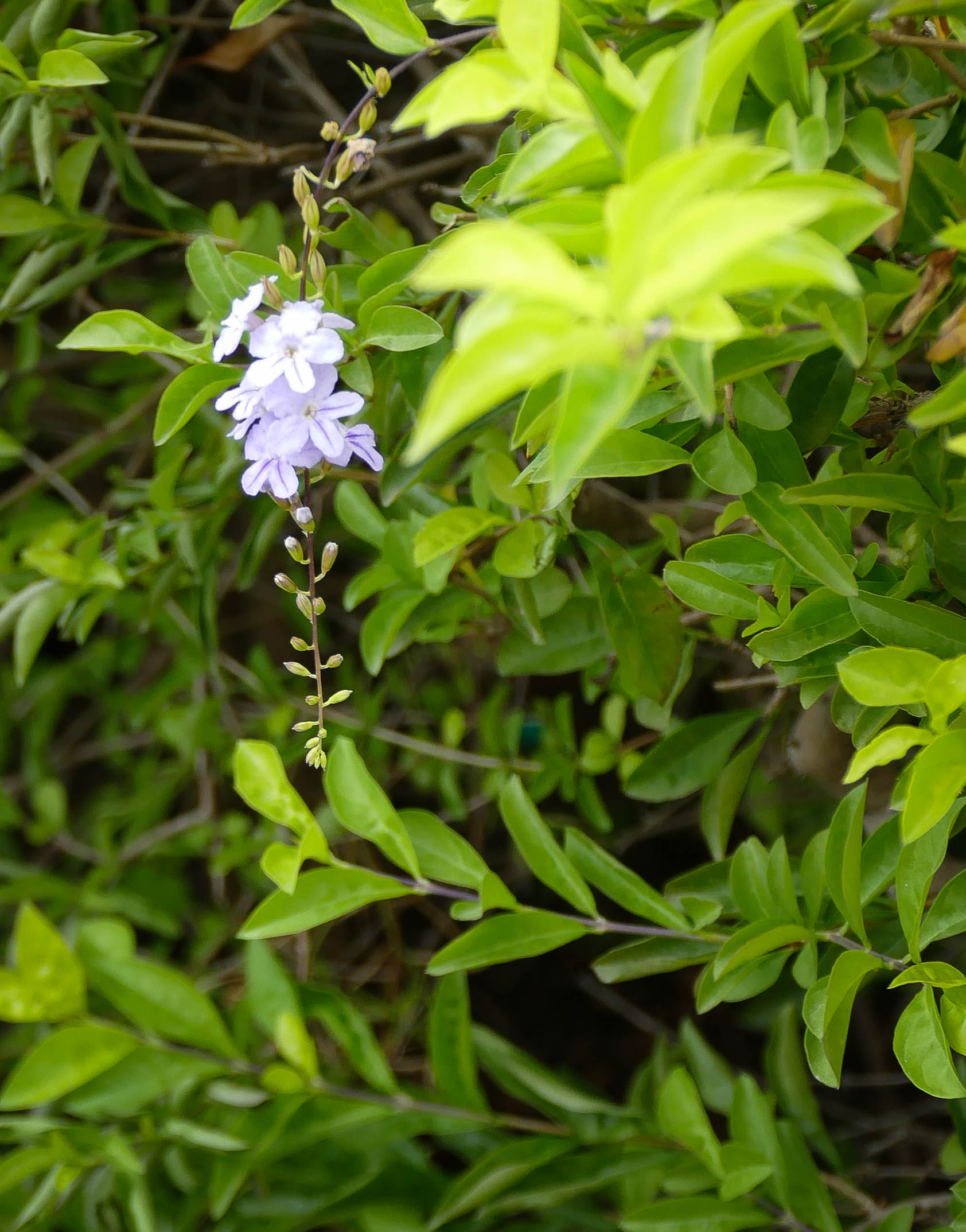 꽃-1010395.jpg