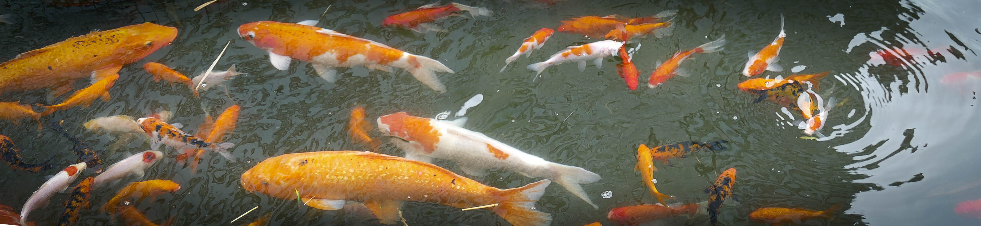 잉어-1010367.jpg