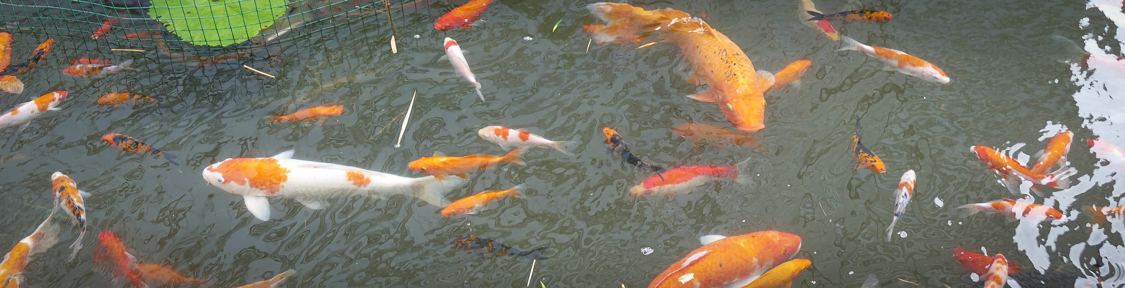 잉어-1010368.jpg