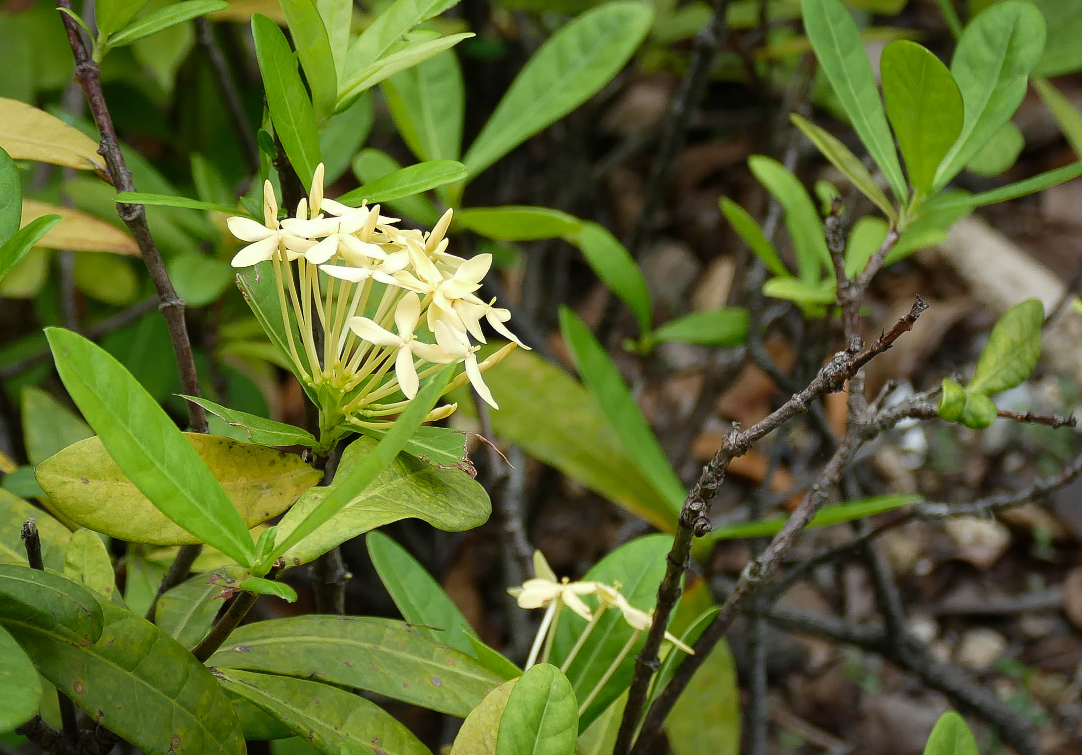꽃-1010397.jpg