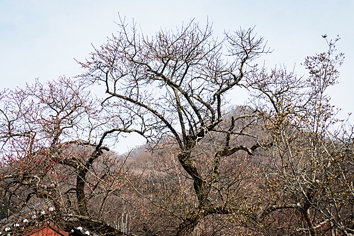 고불매-1050799.jpg