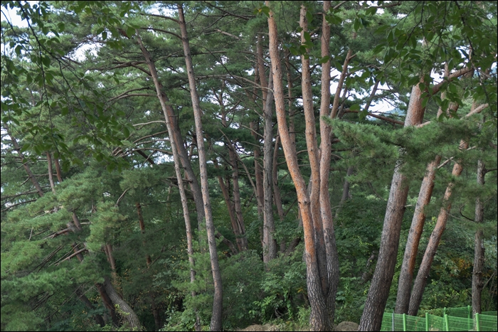 수완보-1070093.jpg
