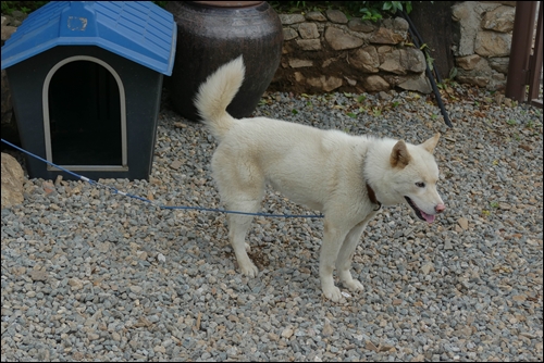순금0629-1080539.jpg