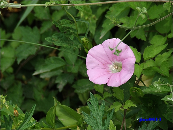 DSCF2114.JPG